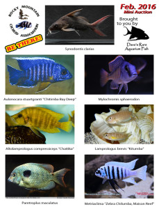 2016 February-Mini-Auction-Fish